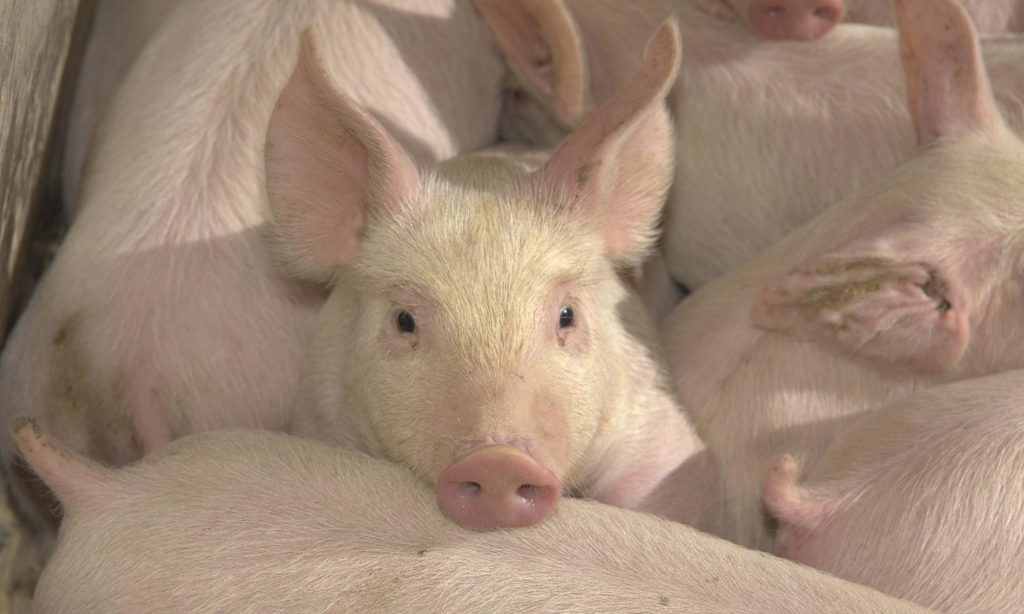 baby-pig-management-birth-to-weaning-hogs-pigs-and-pork